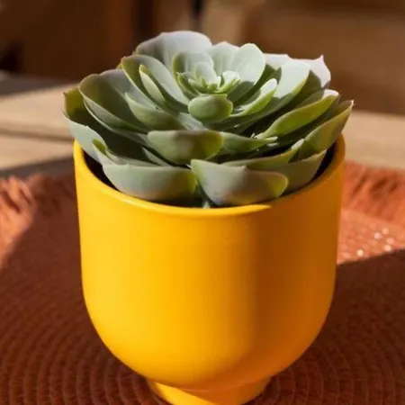 Profithome- Casa Checha Daire *