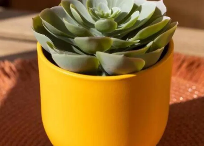 Profithome- Casa Checha Διαμέρισμα *